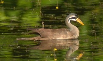 Маскированная птица-финног - факты, среда обитания и информация