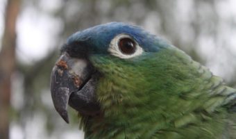 Мучнистый попугай — основные факты, информация и окружающая среда
