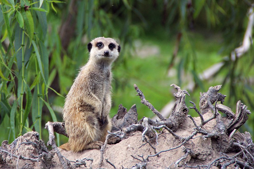 Meerkat - Key Facts, Information & Habitat