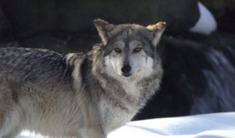 Мексиканский волк: факты, диета и среда обитания