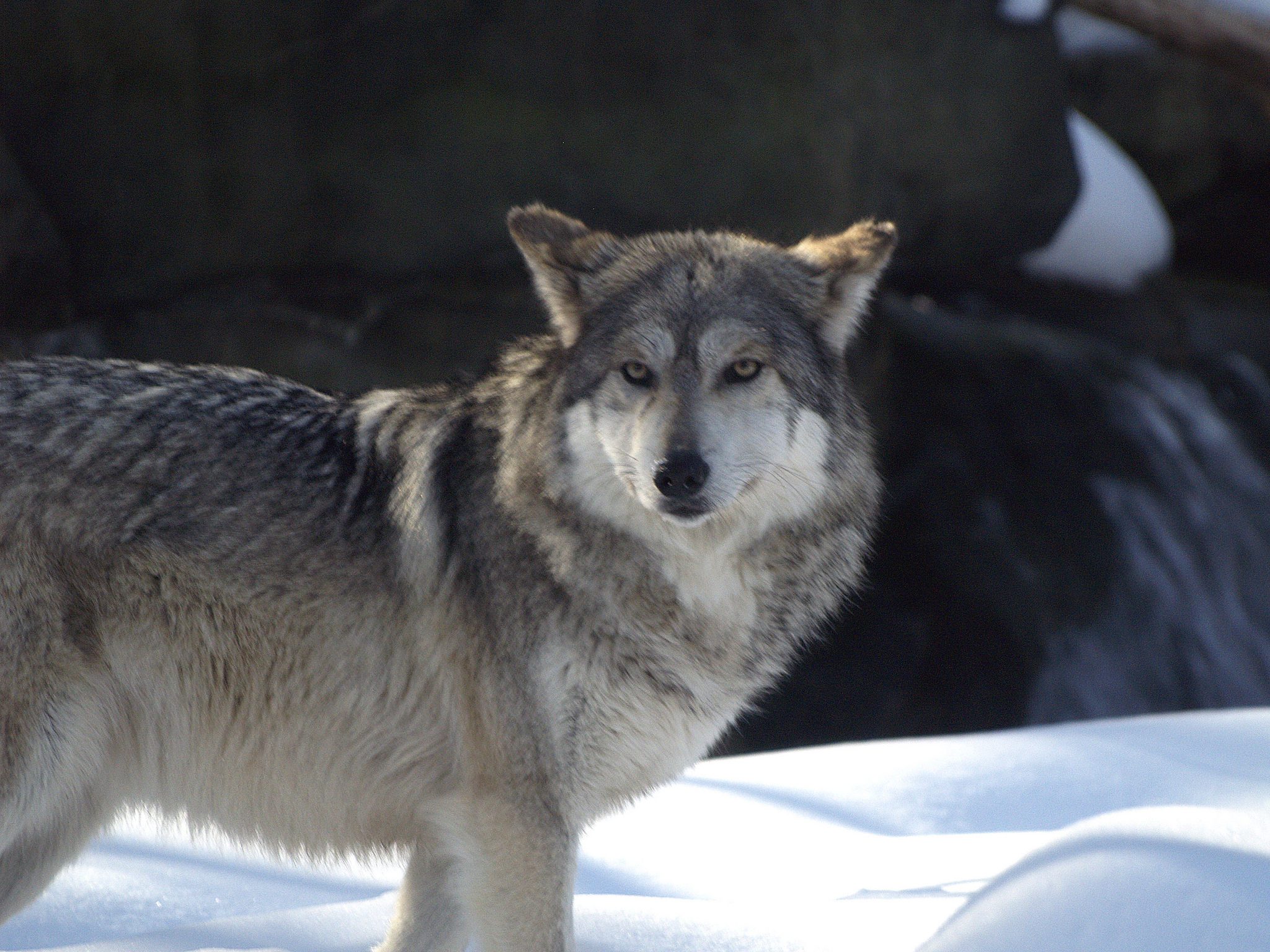 Серый волк canis Lupus