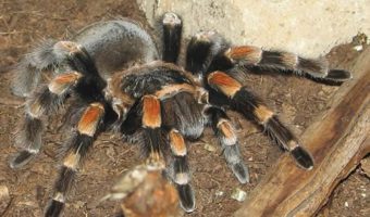 Пауки-тарантулы Нового Света — факты и информация о среде обитания
