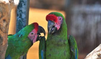 Военный попугай ара — факты, информация, среда обитания