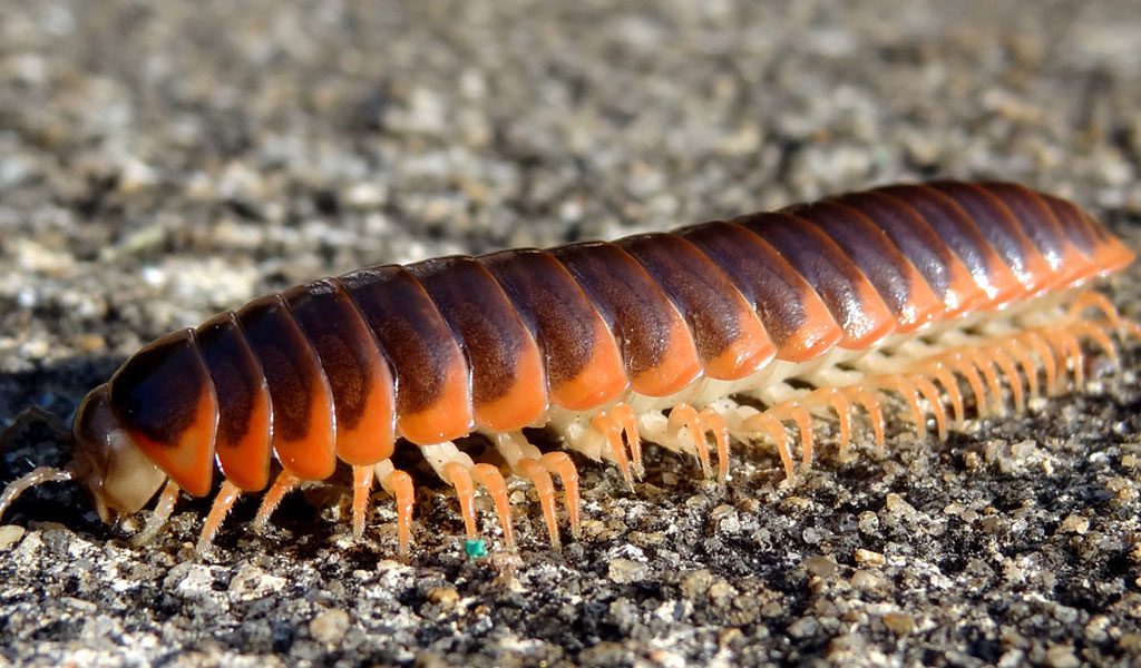 Millipedes - Facts, Information & Habitat
