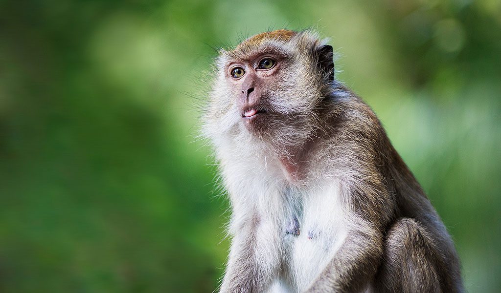 Monkeys - Monkey Facts, Information & Habitat