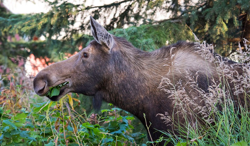 Moose - Key Facts, Information & Habitat