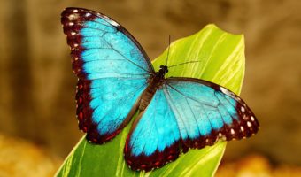Бабочка Морфо — основные факты, информация и среда обитания