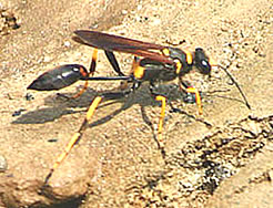 Mud Dauber Wasp