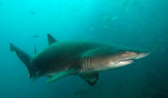 Акула-нянька — факты, информация и среда обитания