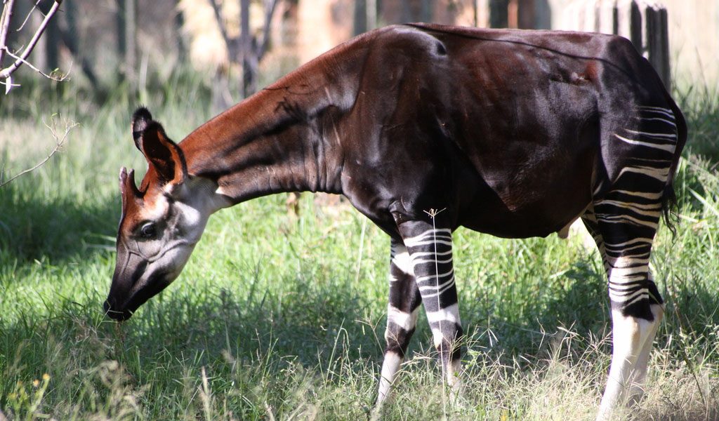 Okapi Animal - Key Facts, Information & Habitat