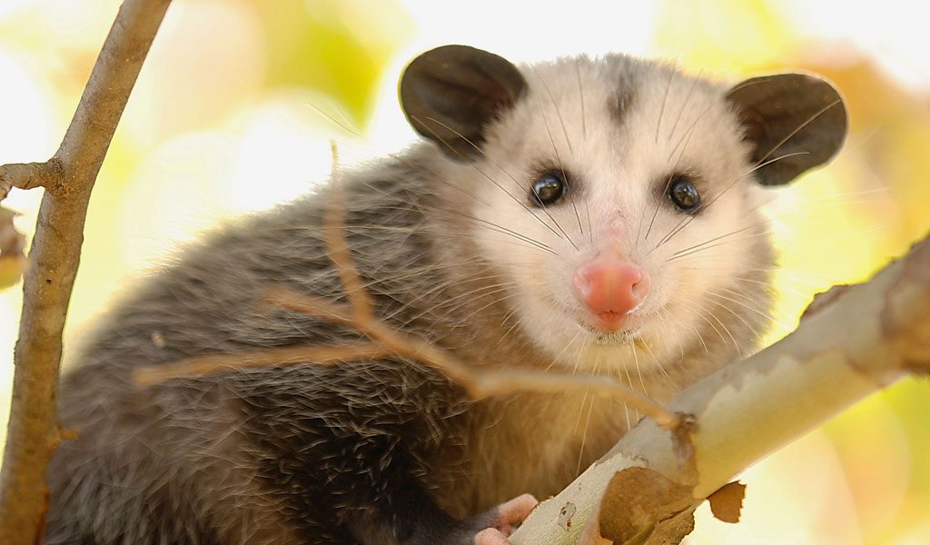 Opossums - Facts, Diet &amp; Habitat Information
