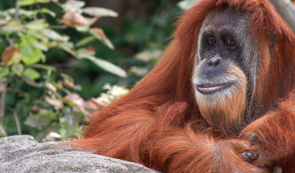Orangutan - Key Facts, Information & Habitat