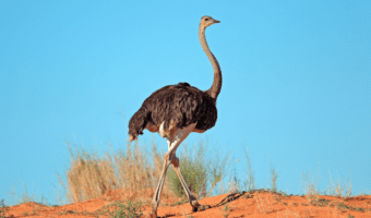Ostrich Birds - Facts, Diet & Habitat Information