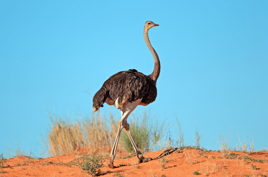 10 Animals That Walk on Two Legs: Bipedalism in the Animal Kingdom - Animal  Corner