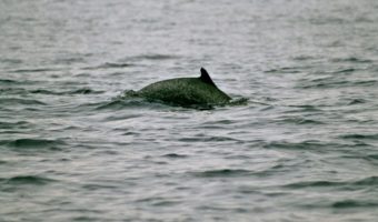 Пантропический дельфин — факты, информация и изображения