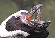 Penguins Beak