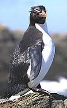 Ecrest Penguin
