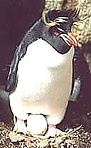 Penguin with egg