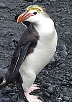 A Royal Penguin