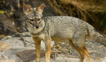 Перуанская лисица: факты, диета и среда обитания