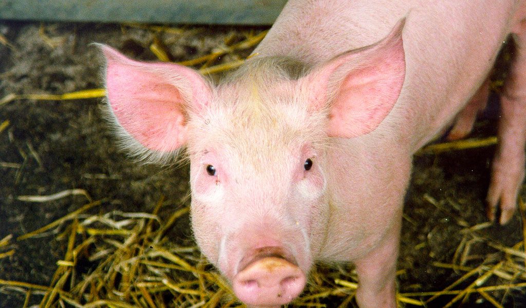 Pigs - Facts, Information & Farm Pictures
