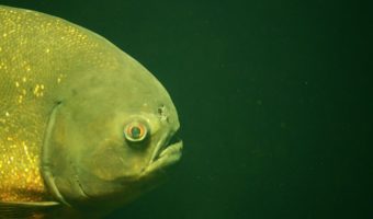 Рыба-пиранья: факты, диета и среда обитания