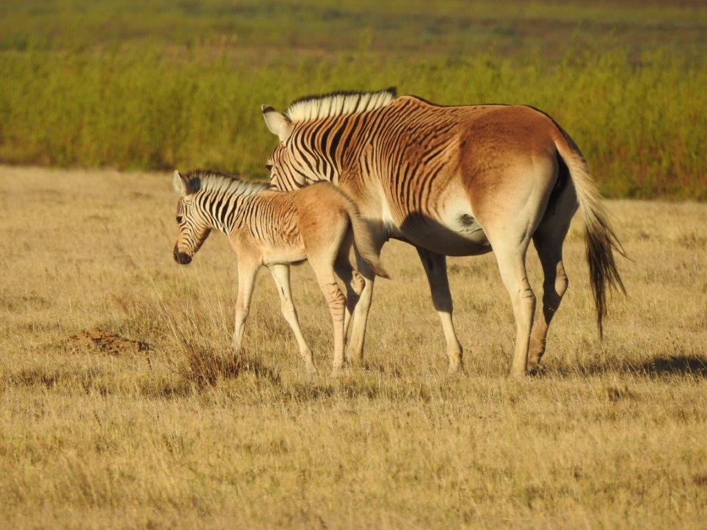 Quagga Zebra - Facts, Species & Habitat Information