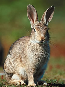 Wild Rabbits - Facts, Diet & Habitat Information