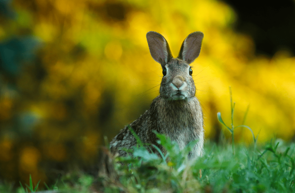 Rabbits As Pets - Facts, Diet & Habitat Information
