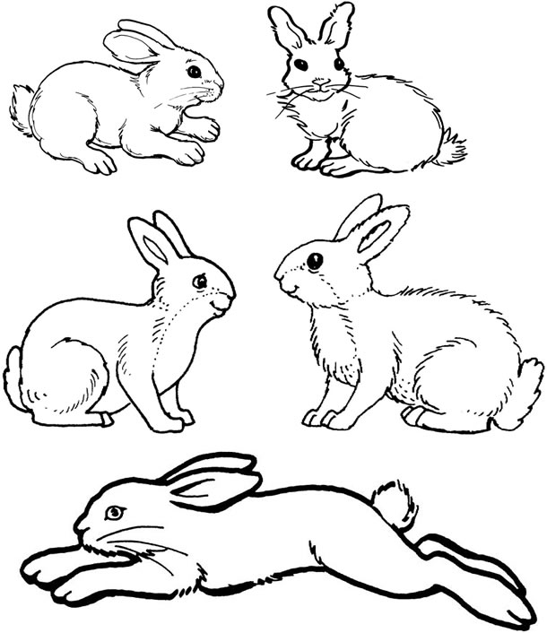 Rabbit Colouring Page - Printable Free Image