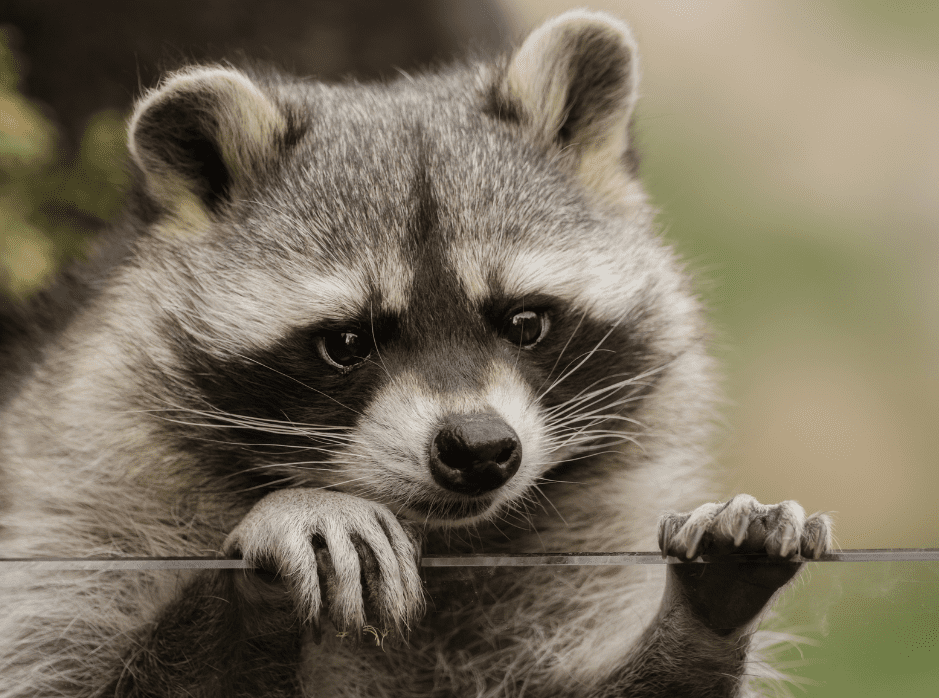 Raccoon - Fact, Diet & Habitat Information