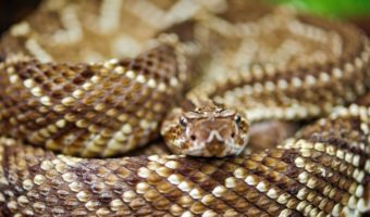 Гремучие змеи - факты, информация о яде и среде обитания