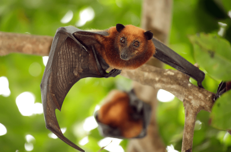 red bat