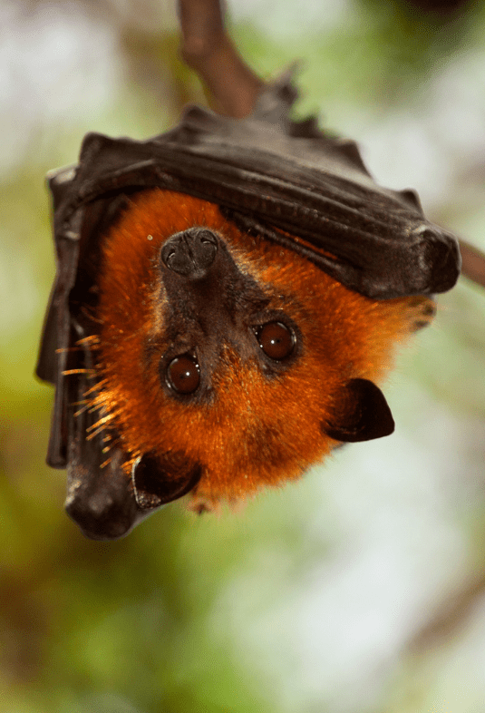 red bats