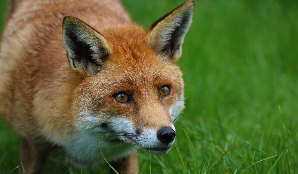 Red Fox - Facts, Diet & Habitat Information