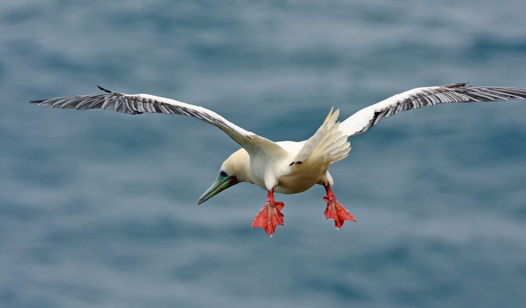 red-footed-booby