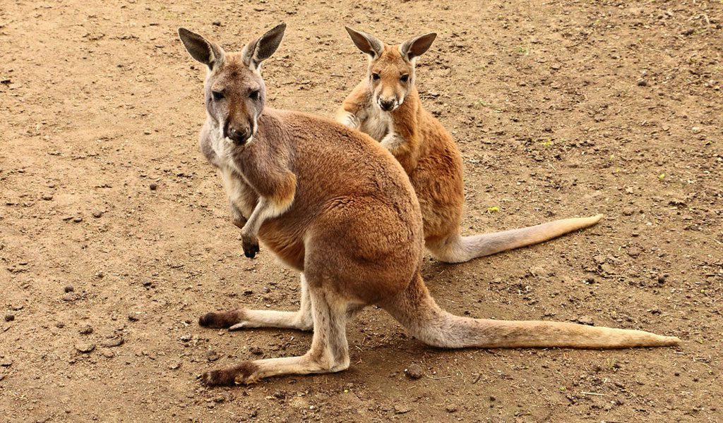 11 Magnificent Marsupials - Animals with Pouches - Animal Corner