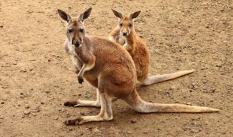 Красный кенгуру: факты, диета и среда обитания