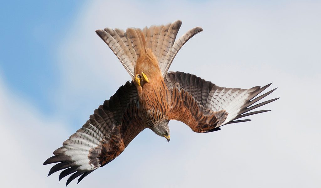 Red Kite Bird - Facts, Information &