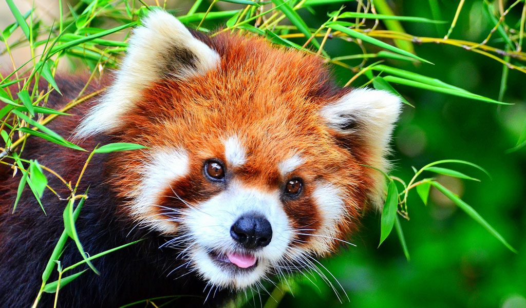 Red Panda - Facts, Diet & Habitat Information