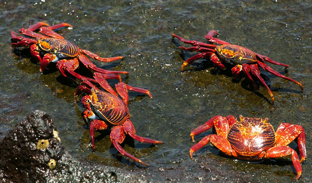 Red Rock Crabs - Facts, Information & Pictures