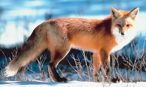 Red Fox - Facts, Diet & Habitat Information