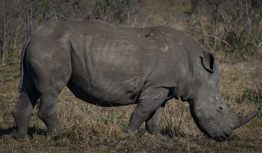 Rhinoceros - Thick Skinned Rhino Facts, Information & Habitat