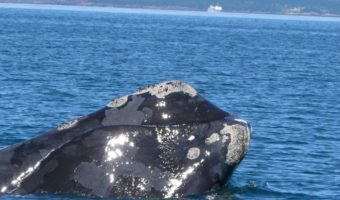 Настоящие киты - факты, информация о рационе и среде обитания