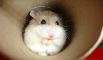 Roborovski Dwarf Hamster - Facts, Information & Pictures