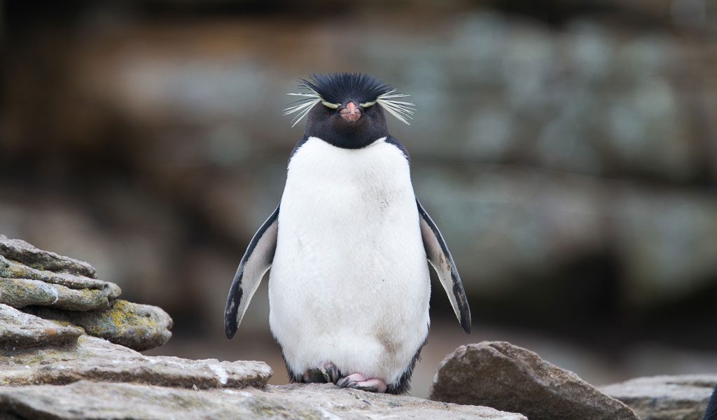 hopper penguin