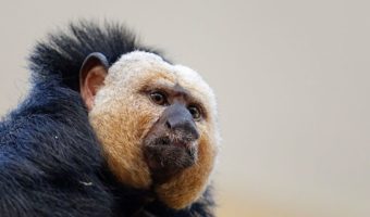 Обезьяны Саки - Факты о маленьких обезьянах, информация и окружающая среда