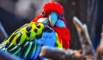 Алый попугай ара — факты, информация и среда обитания