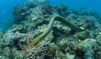 Морские змеи - факты, информация о яде и среде обитания