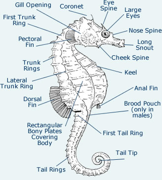 Seahorse Anatomy - Diagram & Images Of Body Composition